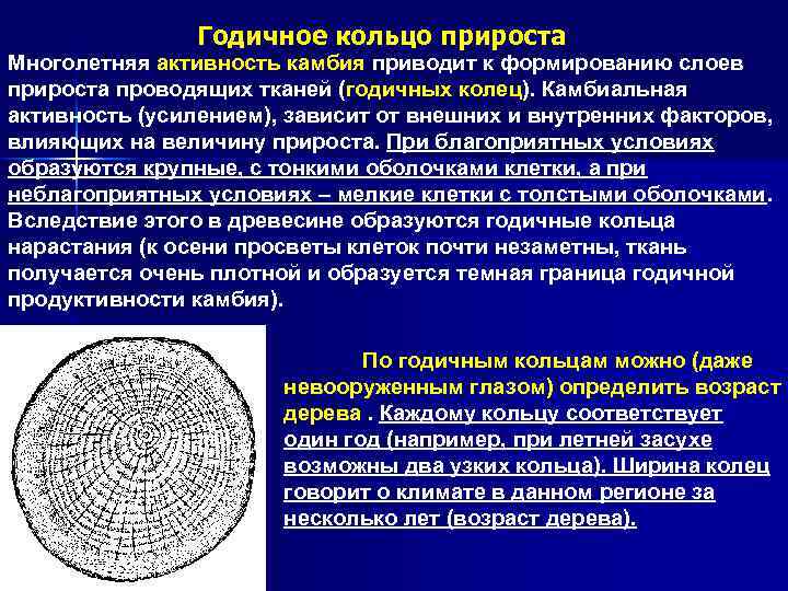 Годичное кольцо прироста Многолетняя активность камбия приводит к формированию слоев прироста проводящих тканей (годичных