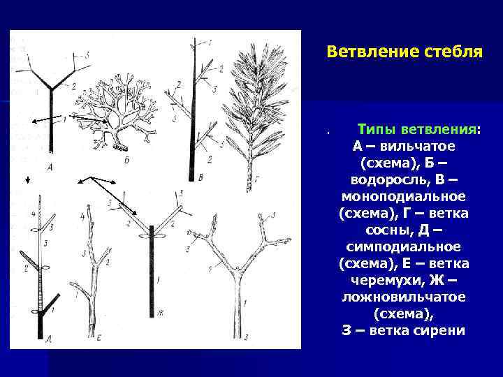 Ветвление стебля Ветвление . Типы ветвления: Верхушечное Боковое А – вильчатое (схема), Б –