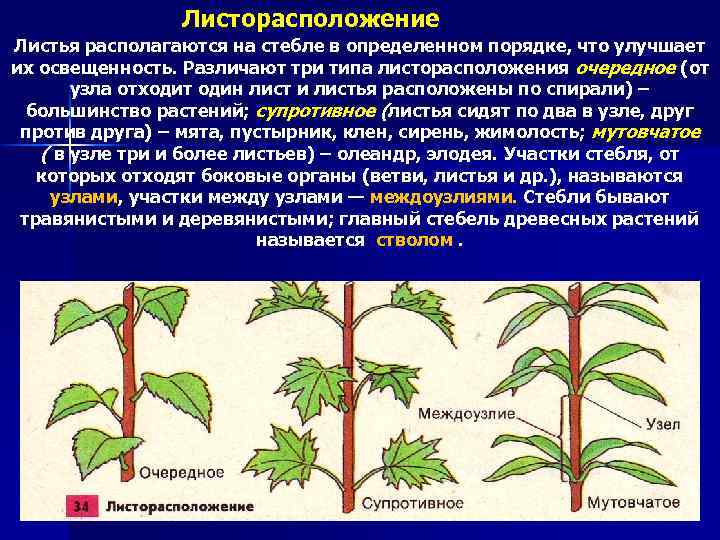 Листорасположение побега изображенного на рисунке