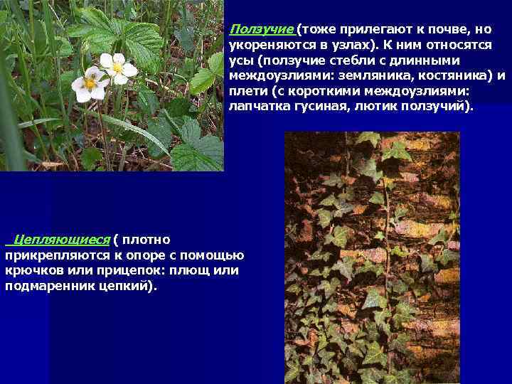 Ползучие (тоже прилегают к почве, но укореняются в узлах). К ним относятся усы (ползучие