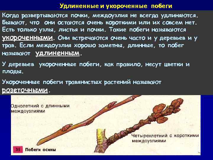 Удлиненные и укороченные побеги Когда развертываются почки, междоузлия не всегда удлиняются. Бывают, что они