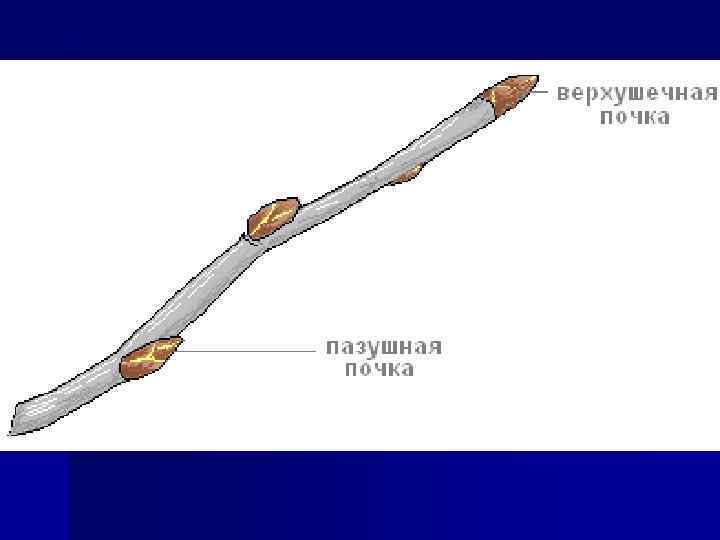 Придаточные почки. Верхушечные и пазушные почки. Верхушечная почка и ПАЗУШНАЯ почка. Почки верхушечные пазушные придаточные. Боковая ПАЗУШНАЯ почка.