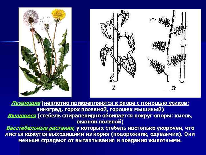 Лазающие (неплотно прикрепляются к опоре с помощью усиков: виноград, горох посевной, горошек мышиный) Вьющиеся