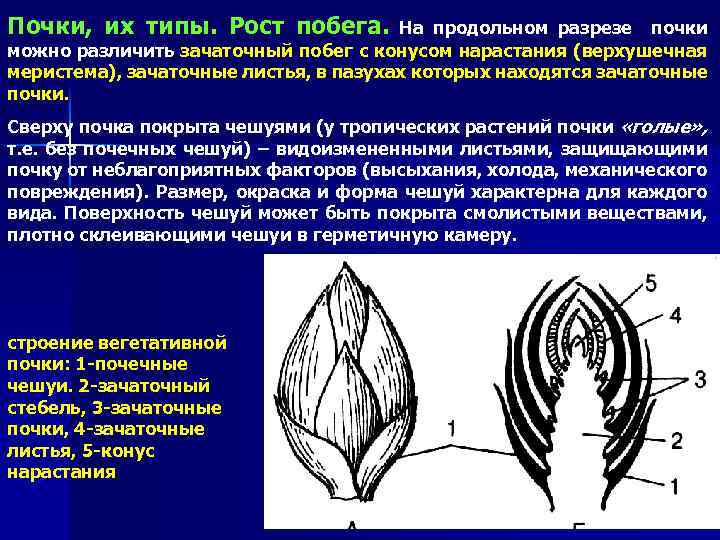 Почки, их типы. Рост побега. На продольном разрезе почки можно различить зачаточный побег с