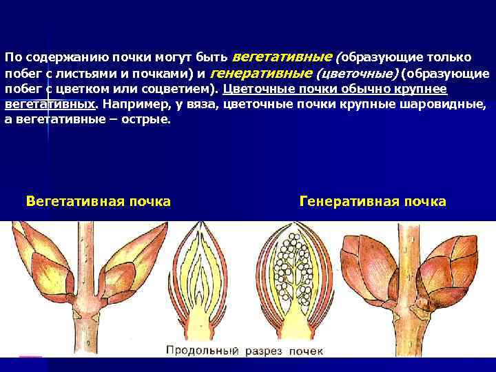 По содержанию почки могут быть вегетативные (образующие только побег с листьями и почками) и