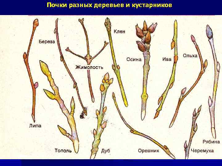 Почки разных деревьев и кустарников 
