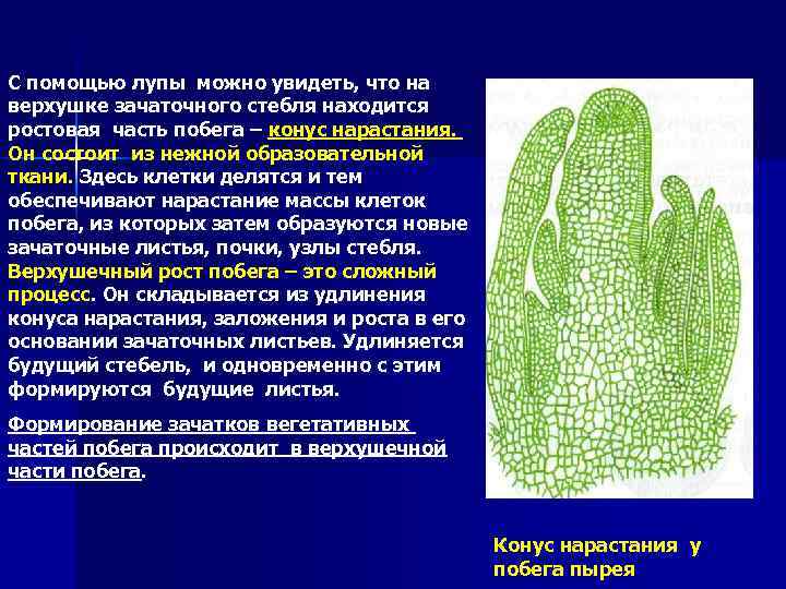 С помощью лупы можно увидеть, что на верхушке зачаточного стебля находится ростовая часть побега