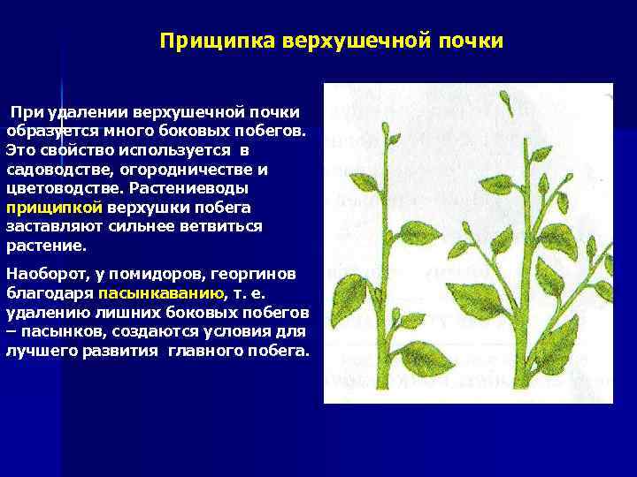 Прищипка верхушечной почки При удалении верхушечной почки образуется много боковых побегов. Это свойство используется