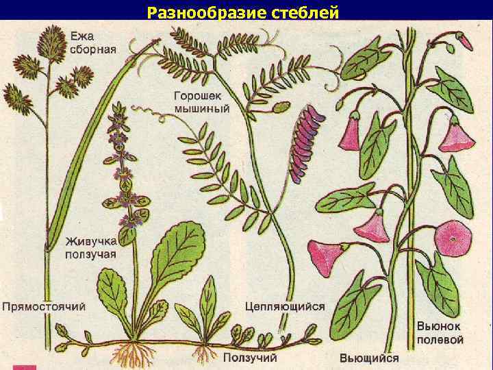 Разнообразие стеблей 