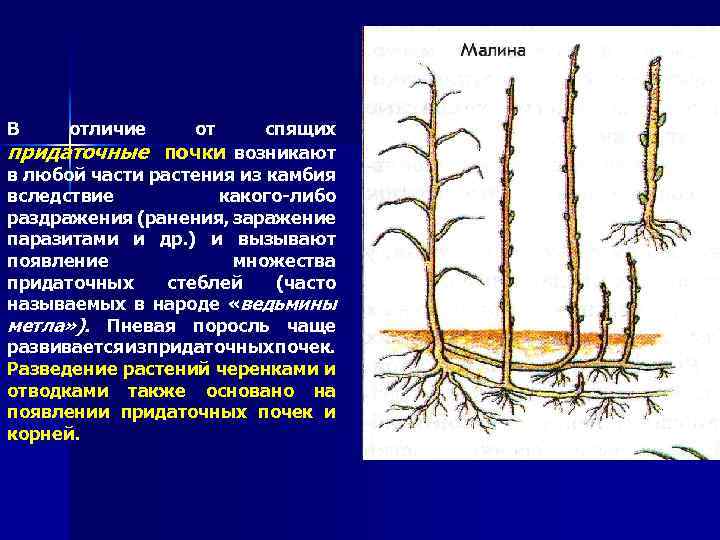 Придаточные почки рисунок