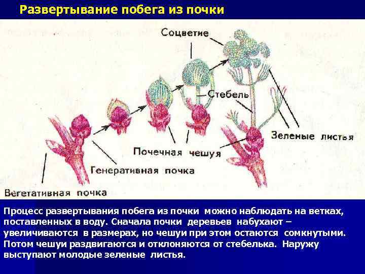 Развертывание побега из почки Процесс развертывания побега из почки можно наблюдать на ветках, поставленных