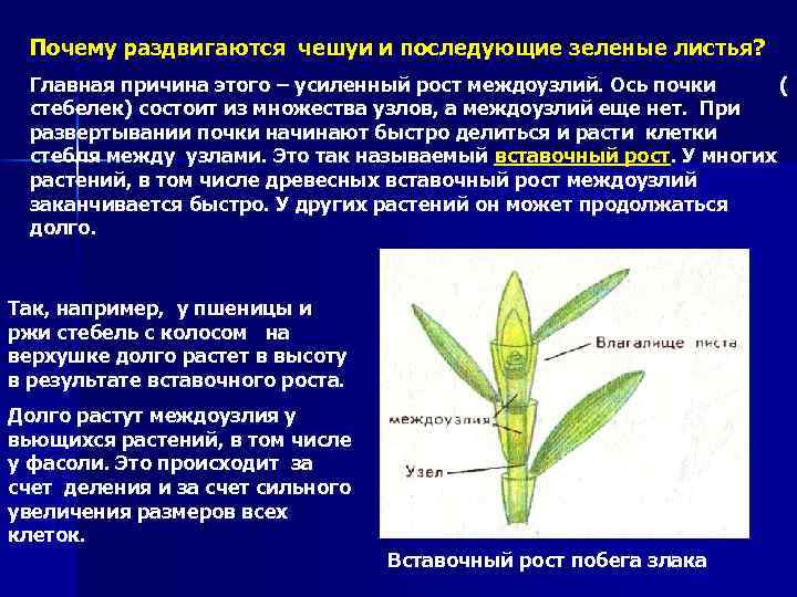 Почему раздвигаются чешуи и последующие зеленые листья? Главная причина этого – усиленный рост междоузлий.