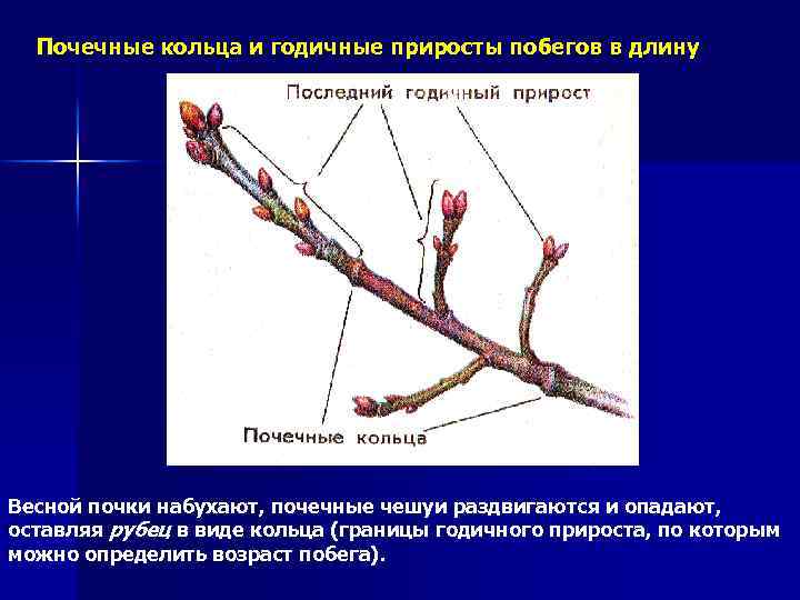 Почечные кольца и годичные приросты побегов в длину Весной почки набухают, почечные чешуи раздвигаются