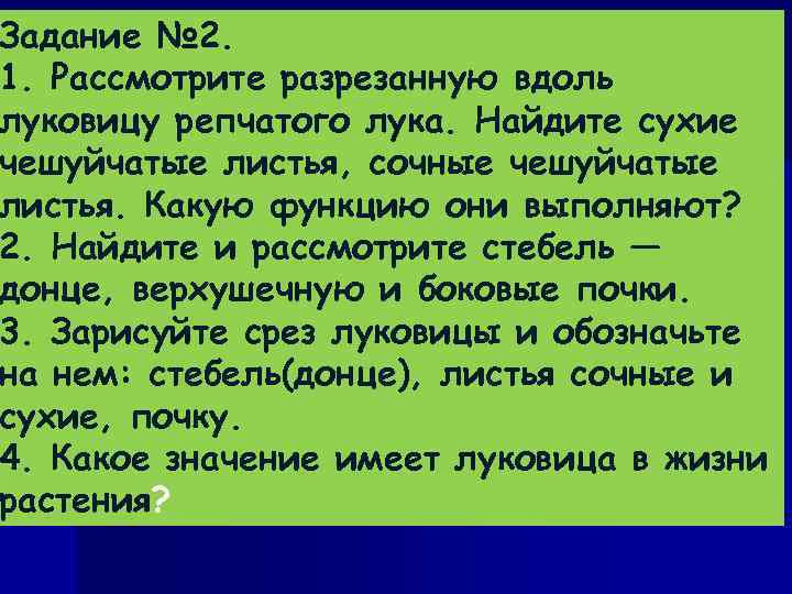 Задание № 2. 1. Рассмотрите разрезанную вдоль луковицу репчатого лука. Найдите сухие чешуйчатые листья,