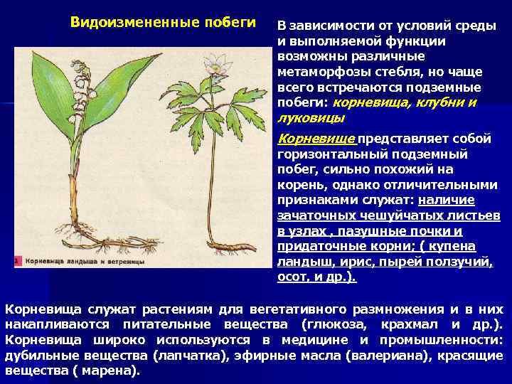 Видоизмененные побеги В зависимости от условий среды и выполняемой функции возможны различные метаморфозы стебля,