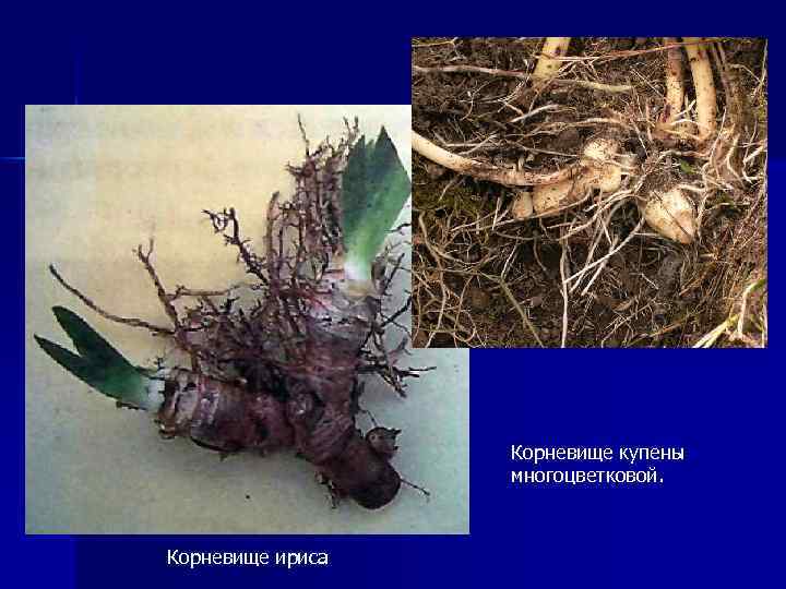 Корневище купены многоцветковой. Корневище ириса 