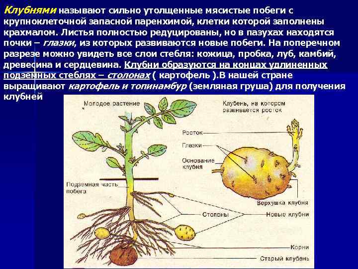 Покажите стрелками и подпишите на рисунке стебель пазушную почку глазок основание у картофеля впр