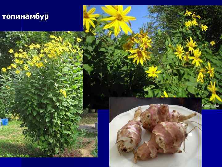 топинамбур 