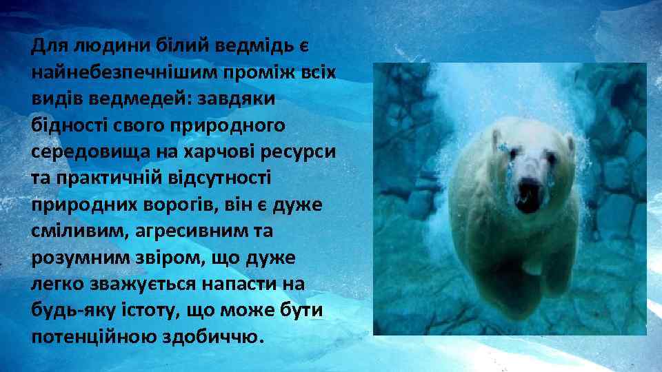 Для людини білий ведмідь є найнебезпечнішим проміж всіх видів ведмедей: завдяки бідності свого природного