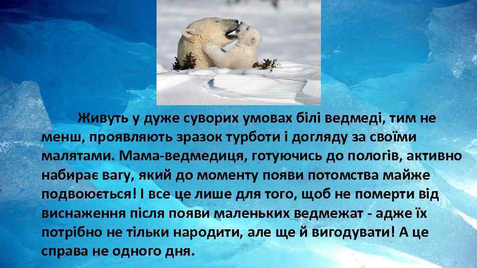  Живуть у дуже суворих умовах білі ведмеді, тим не менш, проявляють зразок турботи