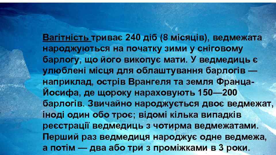 Вагітність триває 240 діб (8 місяців), ведмежата народжуються на початку зими у сніговому барлогу,