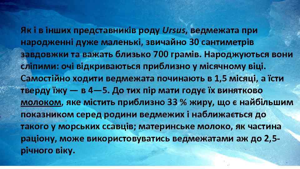 Як і в інших представників роду Ursus, ведмежата при народженні дуже маленькі, звичайно 30