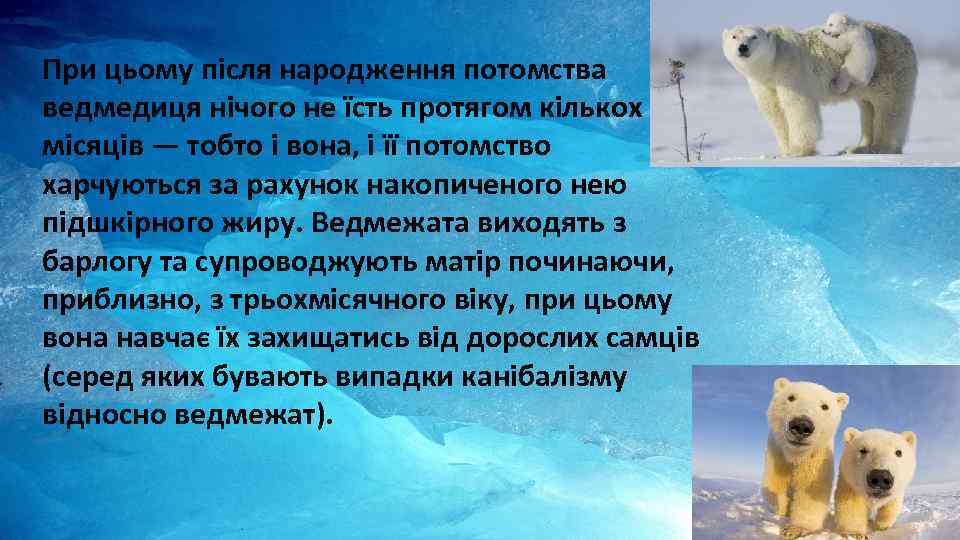 При цьому після народження потомства ведмедиця нічого не їсть протягом кількох місяців — тобто