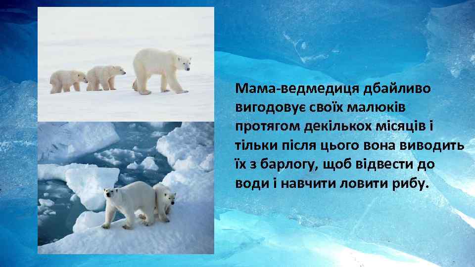 Мама-ведмедиця дбайливо вигодовує своїх малюків протягом декількох місяців і тільки після цього вона виводить