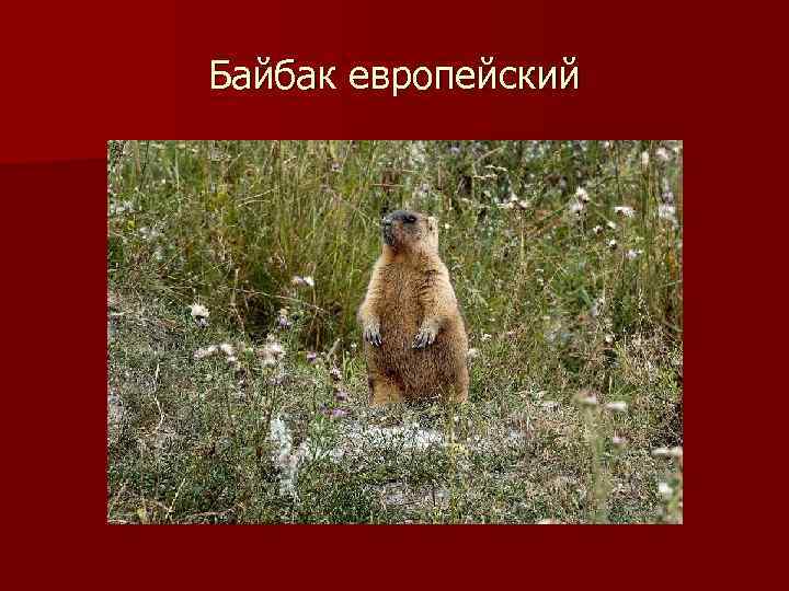 Байбак европейский 