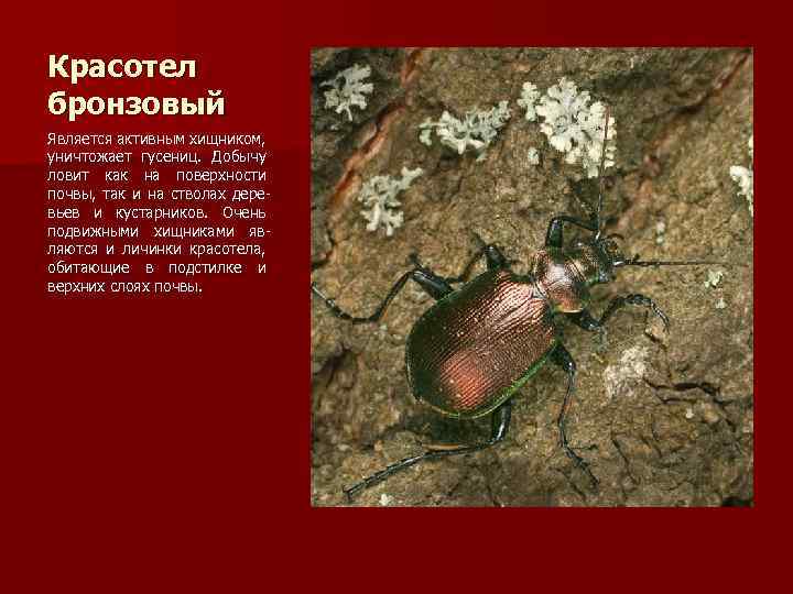 Красотел бронзовый Является активным хищником, уничтожает гусениц. Добычу ловит как на поверхности почвы, так