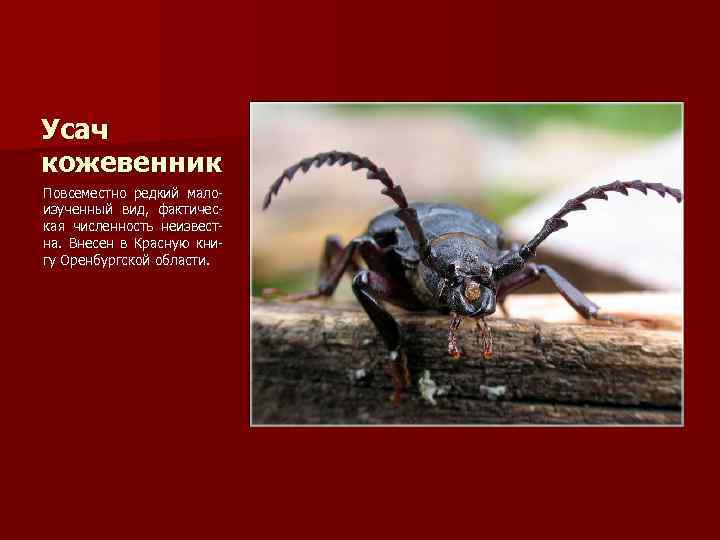 Усач кожевенник Повсеместно редкий малоизученный вид, фактическая численность неизвестна. Внесен в Красную книгу Оренбургской