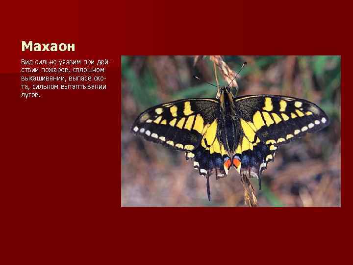 Махаон Вид сильно уязвим при действии пожаров, сплошном выкашивании, выпасе скота, сильном вытаптывании лугов.