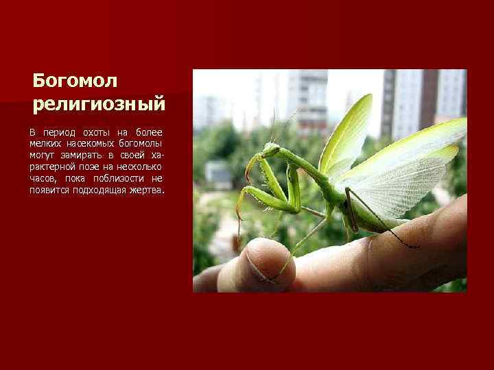 Богомол религиозный В период охоты на более мелких насекомых богомолы могут замирать в своей