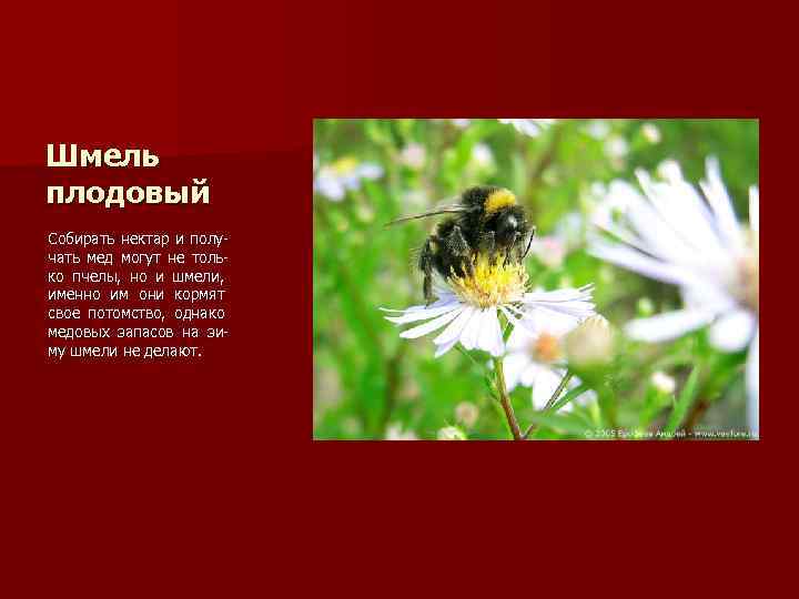 Шмель плодовый Собирать нектар и получать мед могут не только пчелы, но и шмели,