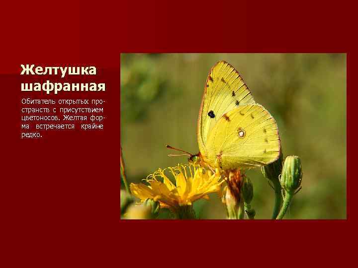 Желтушка шафранная Обитатель открытых пространств с присутствием цветоносов. Желтая форма встречается крайне редко. 