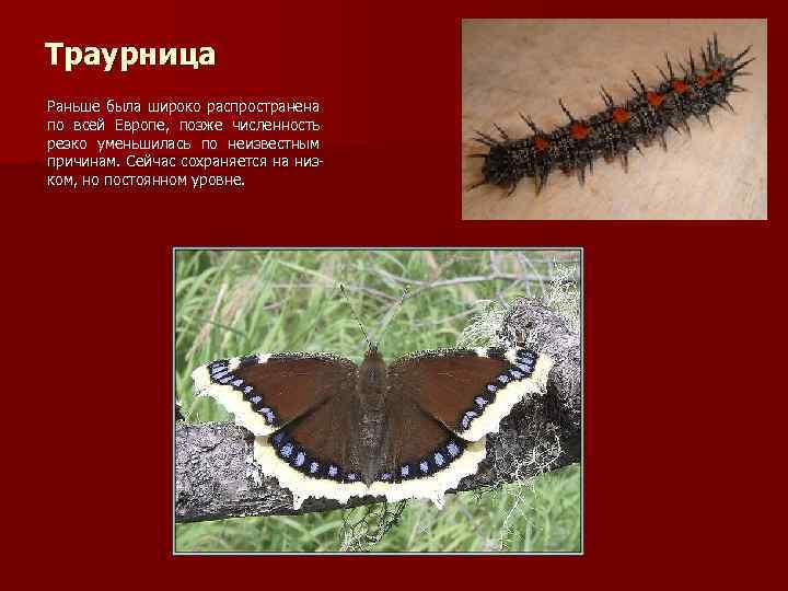 Траурница Раньше была широко распространена по всей Европе, позже численность резко уменьшилась по неизвестным