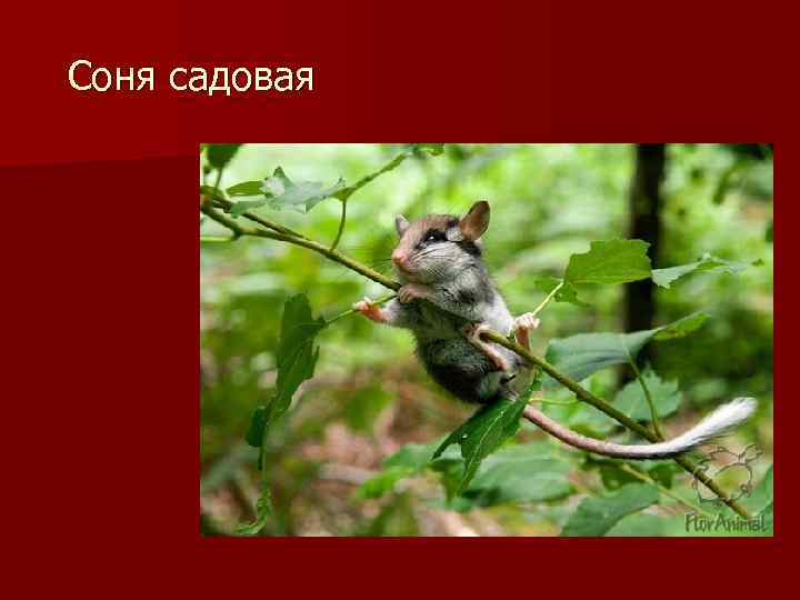 Соня садовая 