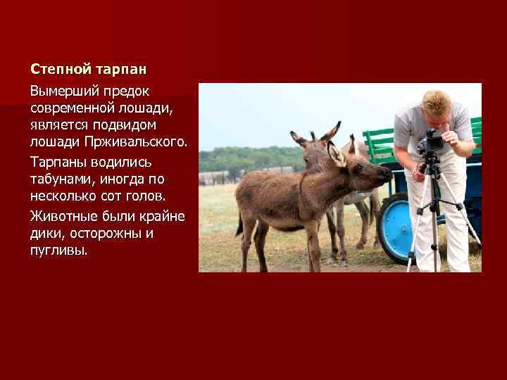Степной тарпан Вымерший предок современной лошади, является подвидом лошади Прживальского. Тарпаны водились табунами, иногда