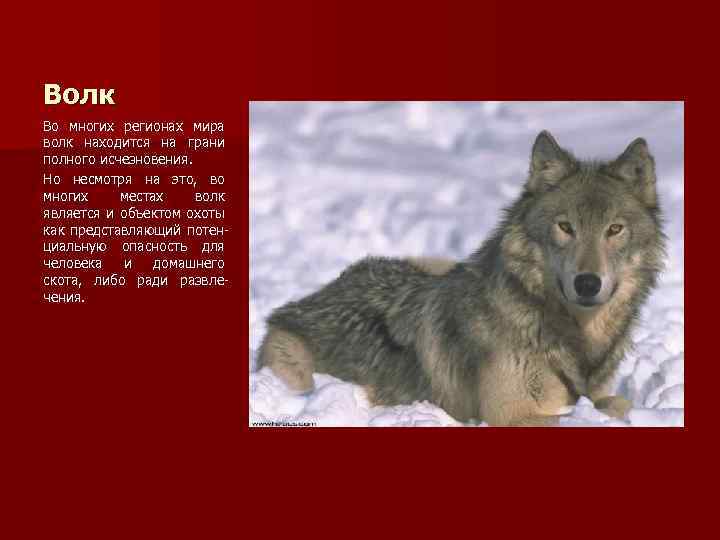 Волк Во многих регионах мира волк находится на грани полного исчезновения. Но несмотря на