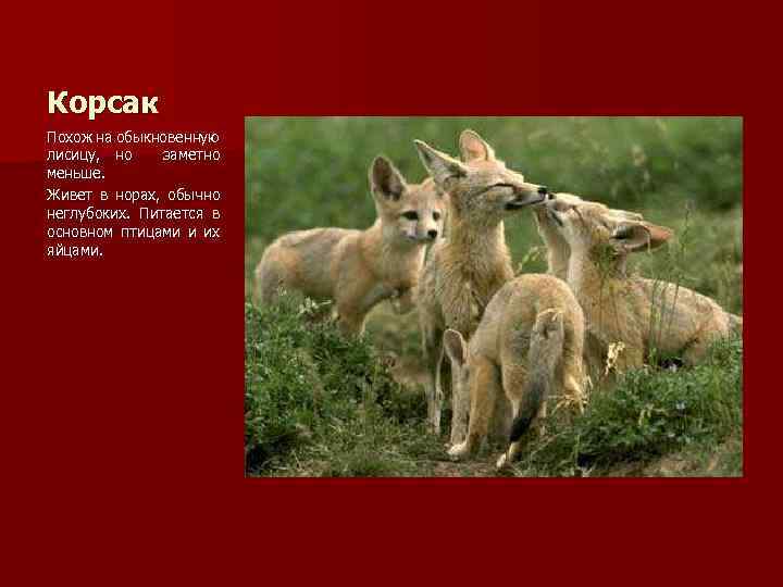Корсак Похож на обыкновенную лисицу, но заметно меньше. Живет в норах, обычно неглубоких. Питается
