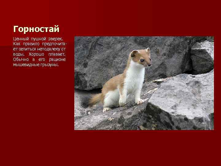 Горностай Ценный пушной зверек. Как правило предпочитает селиться неподалеку от воды. Хорошо плавает. Обычно