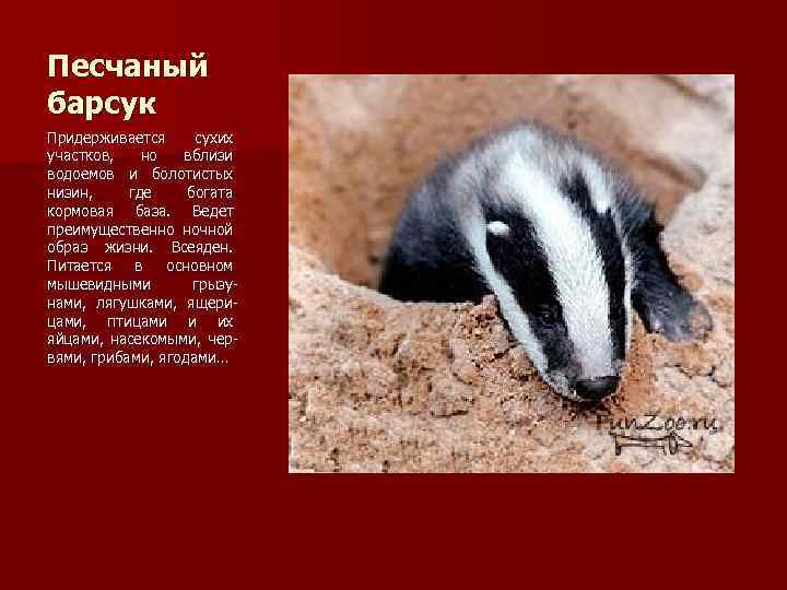 Песчаный барсук Придерживается сухих участков, но вблизи водоемов и болотистых низин, где богата кормовая