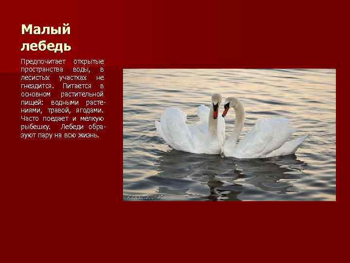 Малый лебедь Предпочитает открытые пространства воды, в лесистых участках не гнездится. Питается в основном