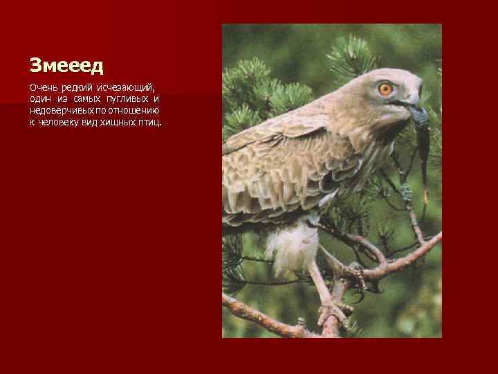 Змееед Очень редкий исчезающий, один из самых пугливых и недоверчивых по отношению к человеку