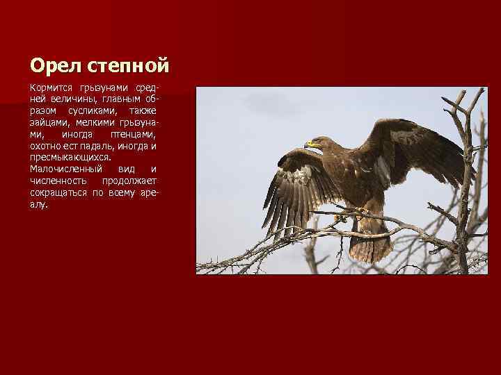 Орел степной Кормится грызунами средней величины, главным образом сусликами, также зайцами, мелкими грызунами, иногда