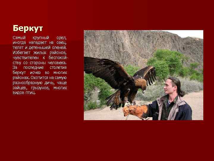 Беркут Самый крупный орел, иногда нападает на овец, телят и детенышей оленей. Избегает жилых
