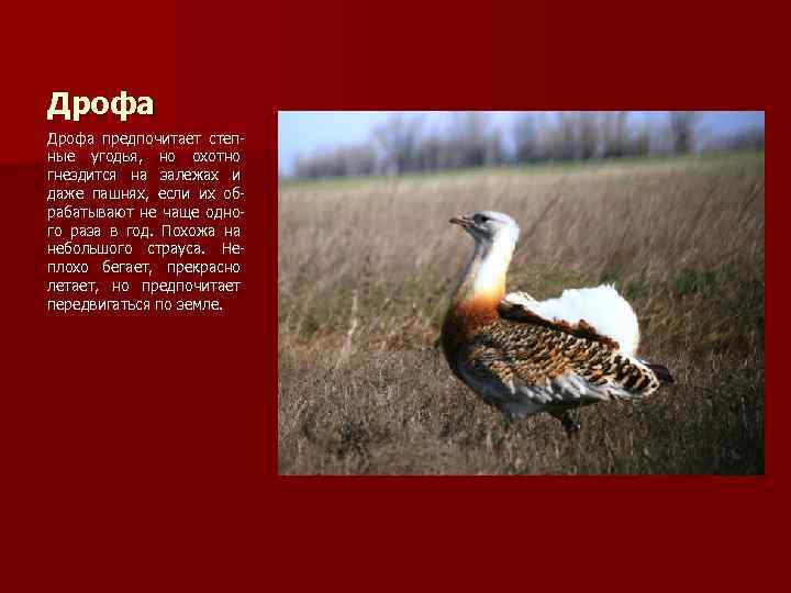 Дрофа предпочитает степные угодья, но охотно гнездится на залежах и даже пашнях, если их