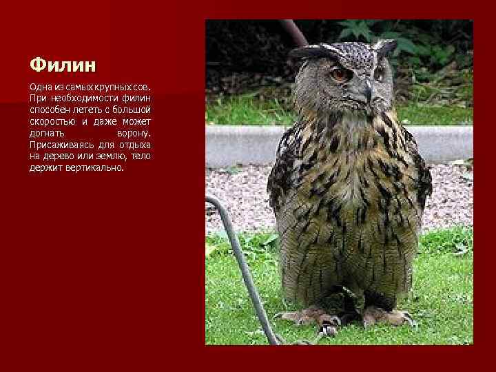 Филин Одна из самых крупных сов. При необходимости филин способен лететь с большой скоростью