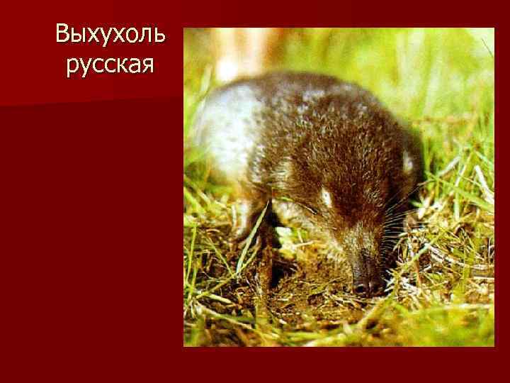 Выхухоль русская 