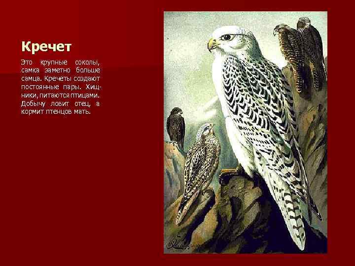 Кречет Это крупные соколы, самка заметно больше самца. Кречеты создают постоянные пары. Хищники, питаются